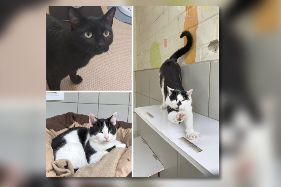 Aktuell leben viele Katzen im Troisdorfer Tierheim. Joey, Elmo und Zeus wohnen ebenfalls mit Alisa zusammen.