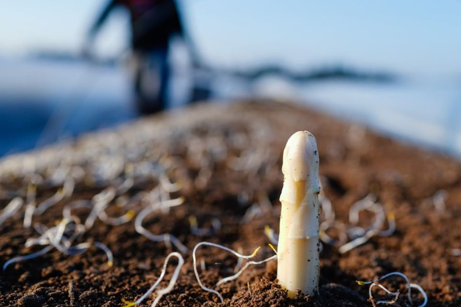 Bald ist wieder Spargel-Zeit: So viel soll das Kilo in diesem Jahr kosten