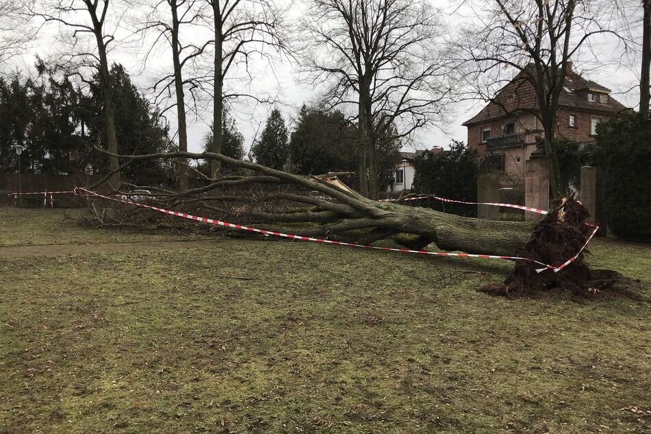 Mit einem beherzten Sprung in letzter Sekunde konnte sich der Spaziergänger vor einem direkten Aufprall des Baumes retten.