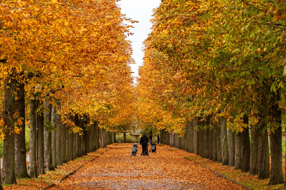 Das Herbstwetter in Potsdam lädt zum Spazieren ein.