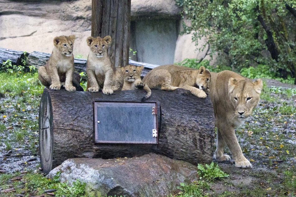 Löwen-Mama Kigali mit ihrem Nachwuchs-Quartett im Zoo Leipzig.