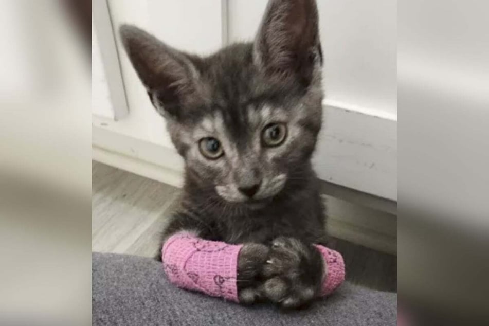 Athena the cat had a really difficult start in life and was nearly euthanized after birth. Today, the sweet kitten is in good hands with Madison Russell.