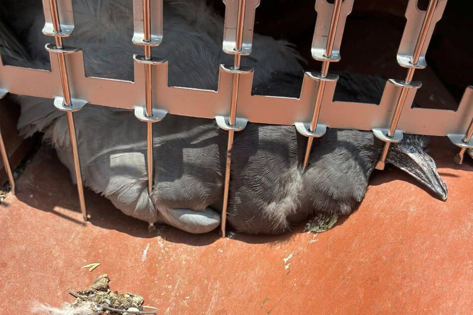Die Elterntiere waren von ihren Küken abgeschnitten und konnten diese nicht mehr versorgen.