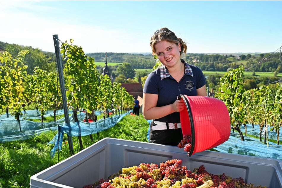 Am Seußlitzer Closterberg hat Weinprinzessin Joséphine Sander (20), Azubi im dritten Jahr, am Dienstag die letzten Riesling- und Traminer-Trauben ausgelesen.