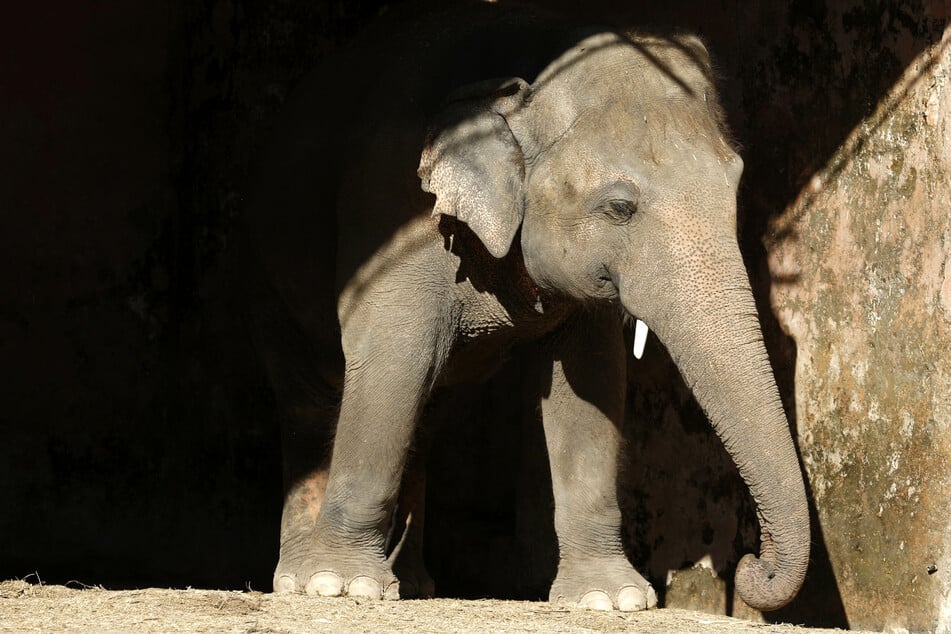 Der asiatische Elefant Kaavan steht am 27.11.2020 im Marghazar Zoo in Pakistan in seinem Gehege.