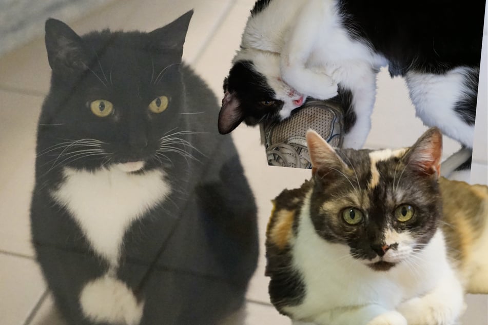 Drei Katzen, ein Schicksal: Thalia, Liselotte und Miezekatze suchen ihr Für-immer-Zuhause