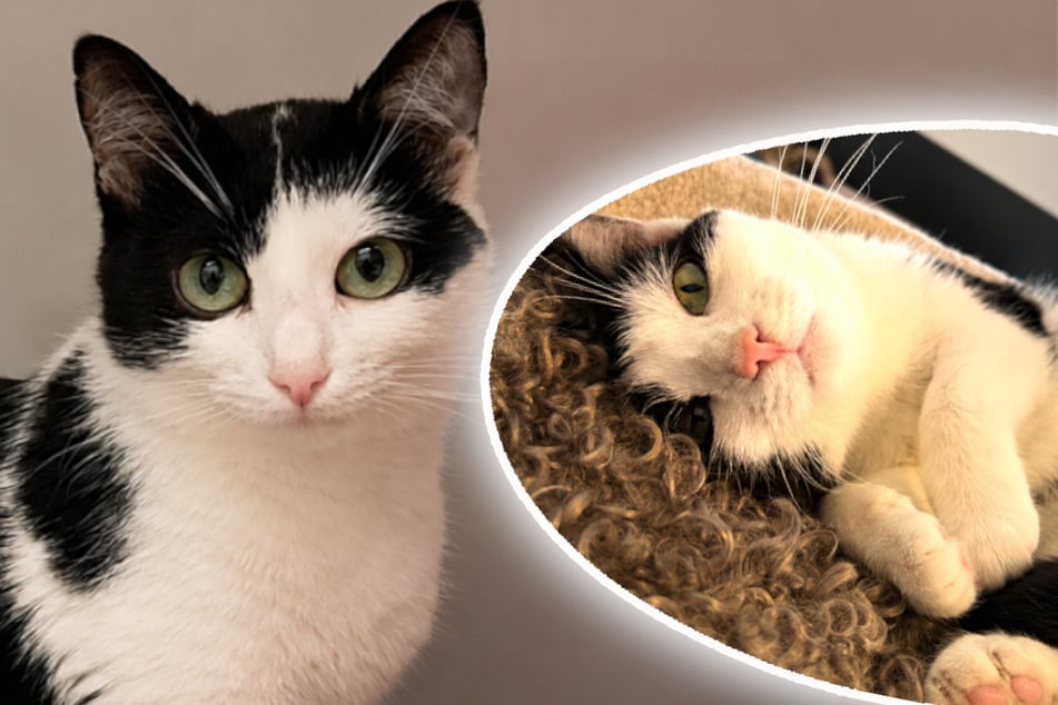 Katze ausgesetzt? Lucia sucht ganz besondere Menschen