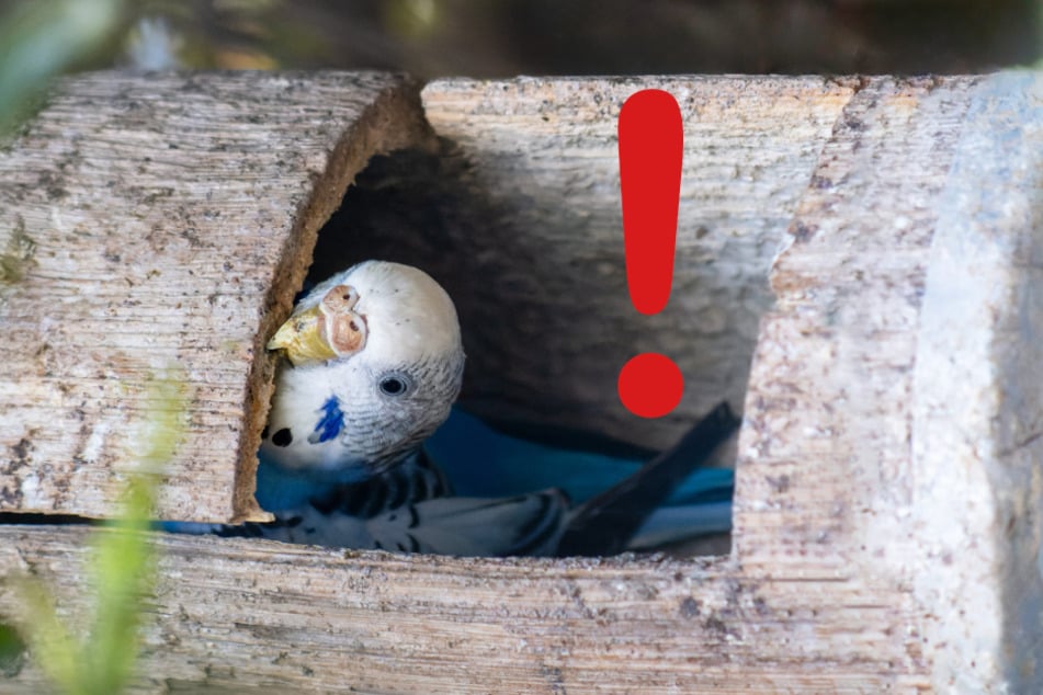 Nistkästen und ähnliche Alternativen sollten vermieden werden.