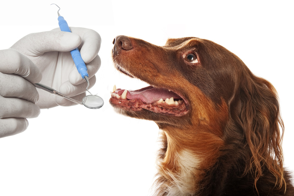 A lack of dog dental care can cause serious disease.