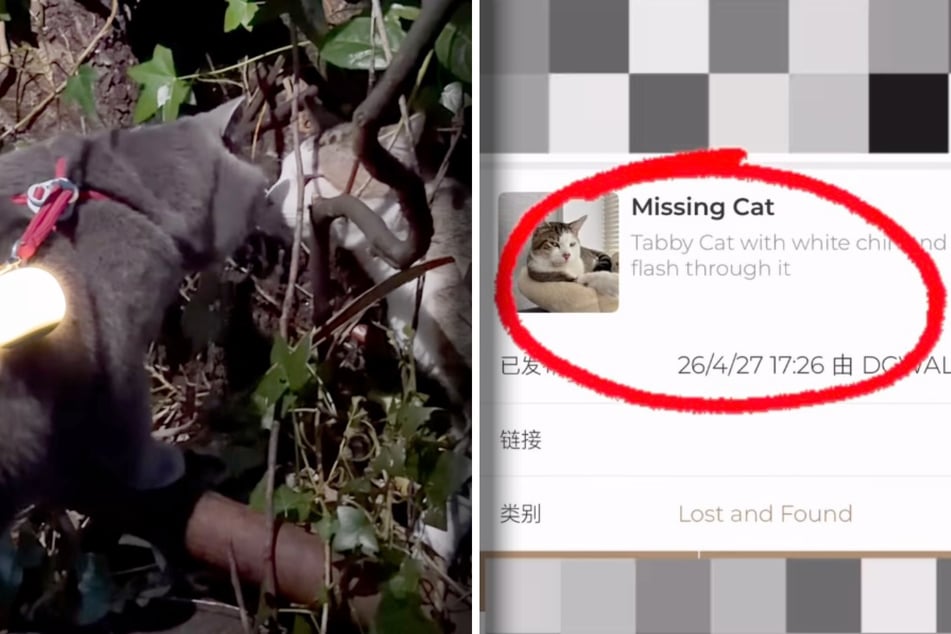 Katze Coco entdeckte den Kater, der laut eines Postings im Netz seit mehr als zwei Monaten vermisst wurde.