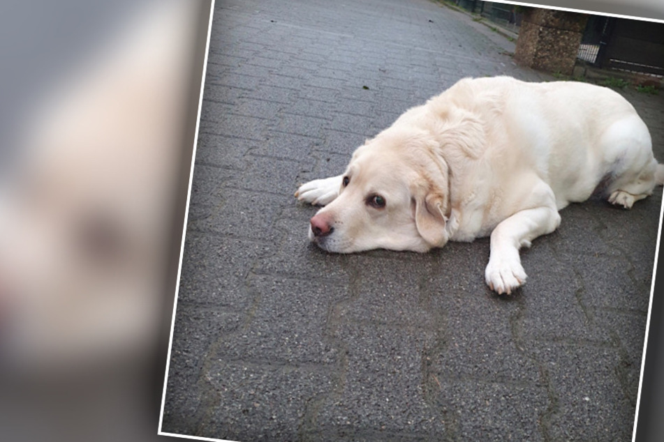 Hund Balou wird bald blind sein, doch sein Schicksal ist noch weitaus schlimmer