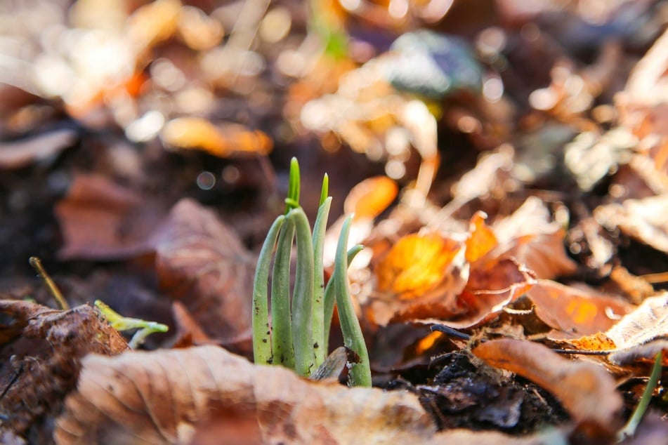 Im Leipziger Auwald sprießt der Bärlauch.