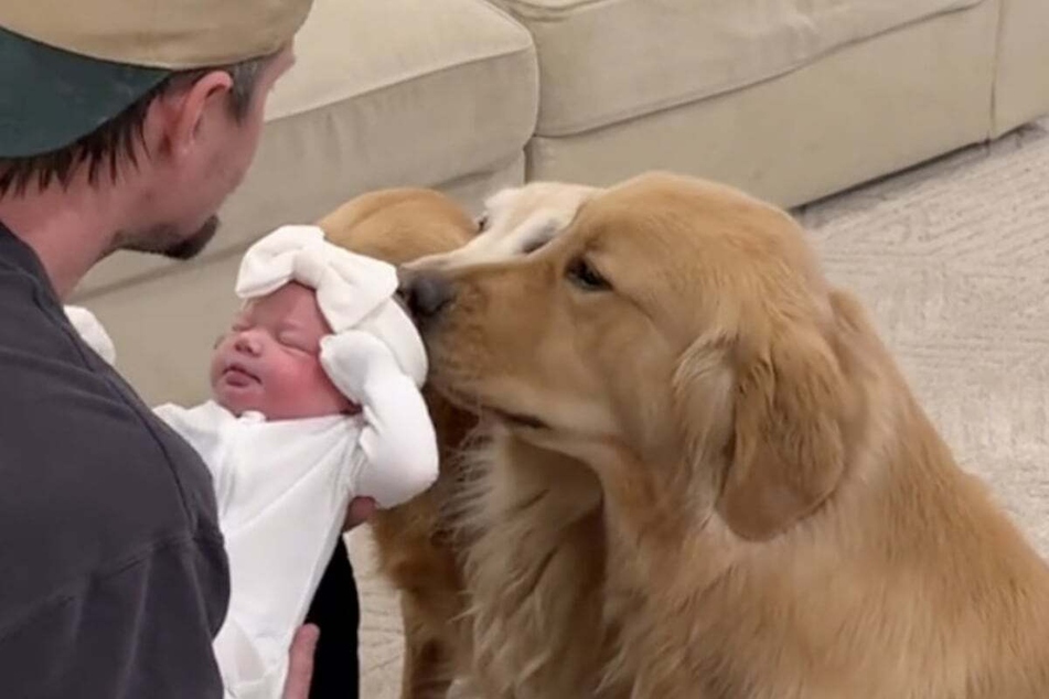 The family of Golden Retrievers Riley, Millie, and Bear has just grown by another member, and the dogs couldn't be happier about it!