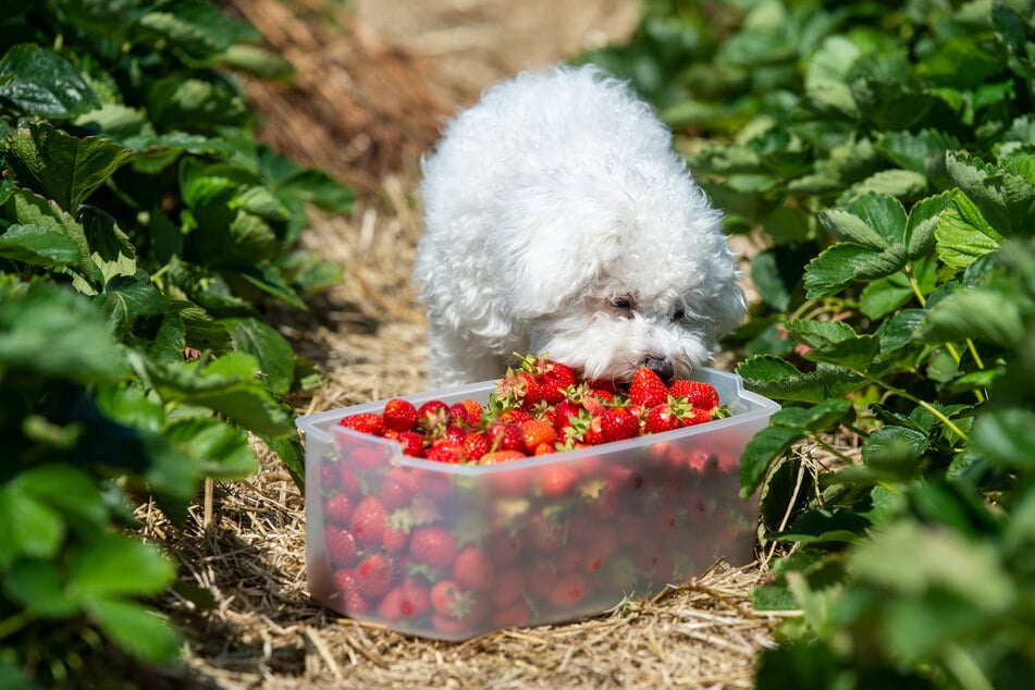 Dürfen Hunde Erdbeeren fressen oder nicht?