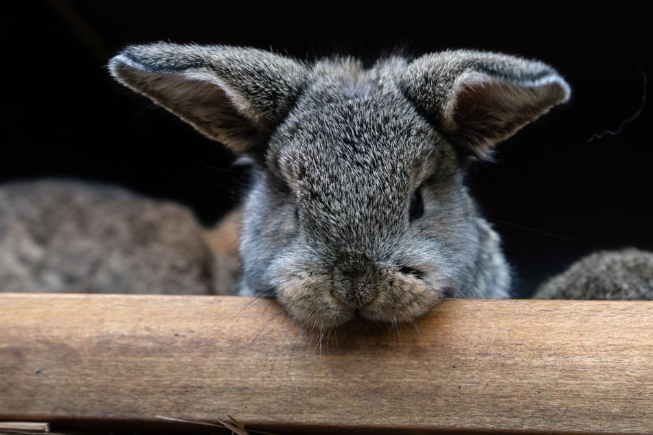 Fressen beruhigt nicht nur Kaninchen und Meerschweinchen. (Symbolbild)
