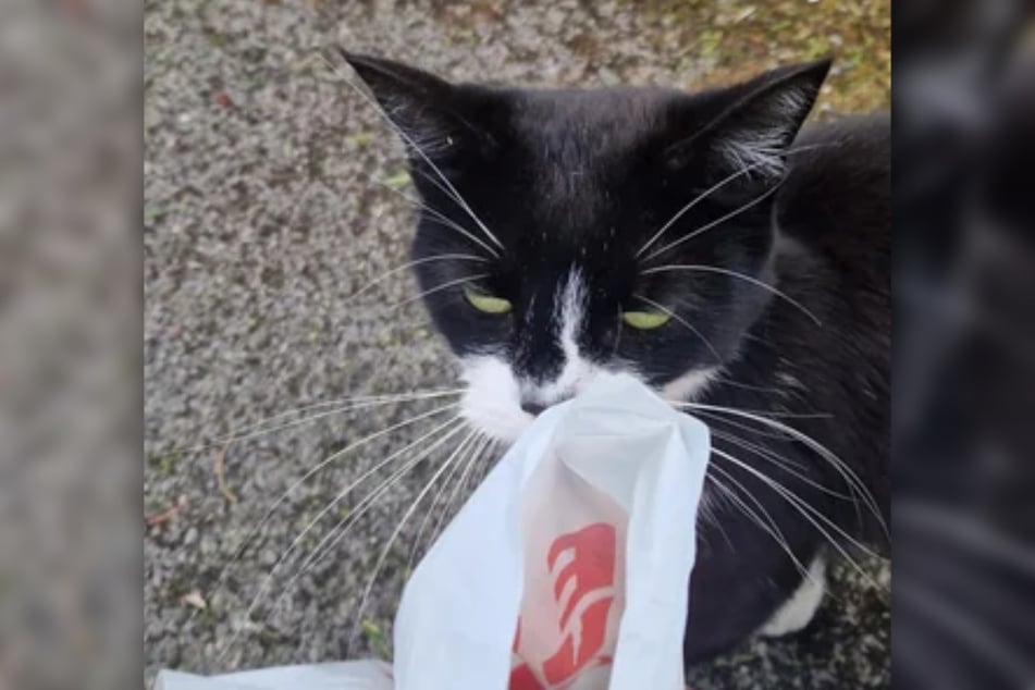 Immer wieder legt Lili einen traurigen Blick auf, bettelt um Essen.