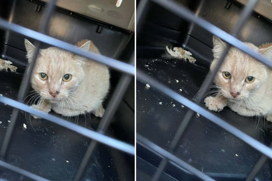 Cat found in the thrash gets second chance after heartwarming rescue