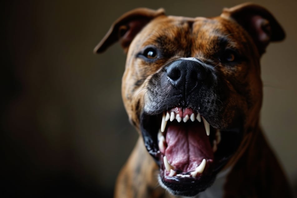 Nach dem Angriff war die Halterin des Hundes mit ihrer Begleiterin einfach weitergelaufen. (Symbolbild)