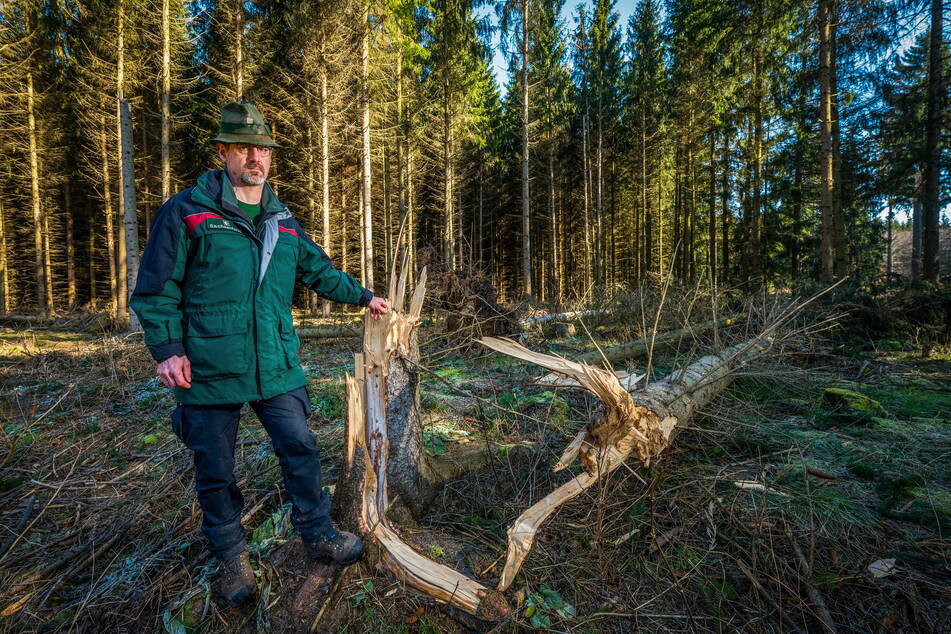 Revierförster Ullrich Göthel (53) mit einer zerstörten Fichte. Der Baum war vorgeschädigt.