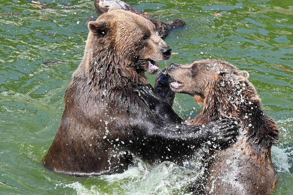 Genießen seit diesem Sommer gemeinsam den Wasserspaß: die Braunbär-Geschwister Benno (links) und Bea.