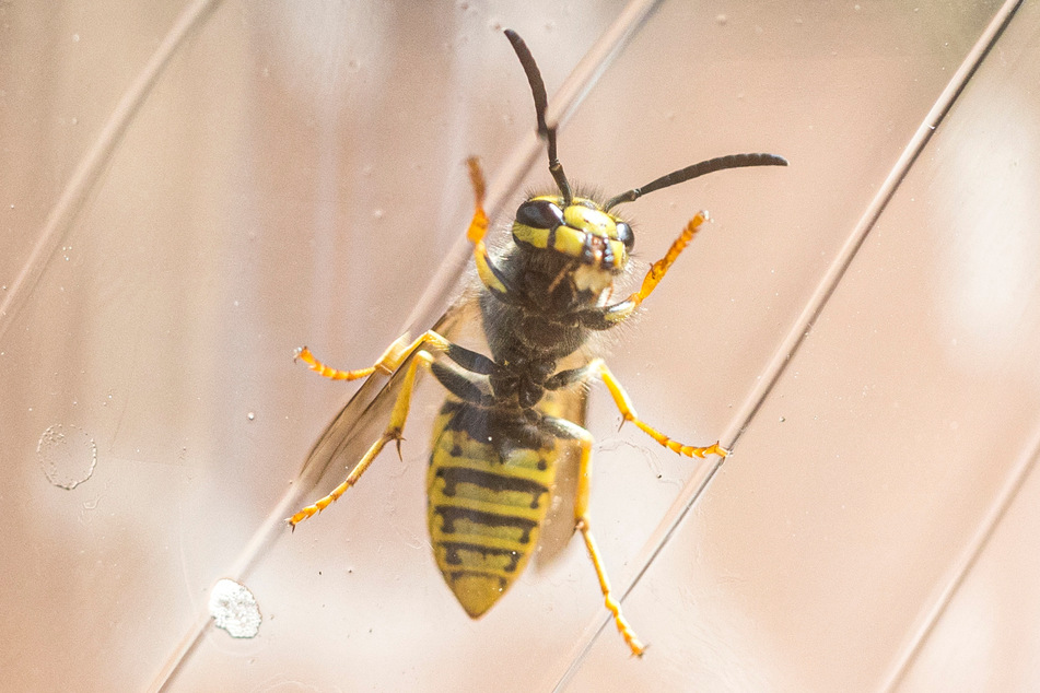 Wespen sind durchaus nützlich, derzeit aber wegen dem Durchbringen ihres Nachwuchses eher lästig.