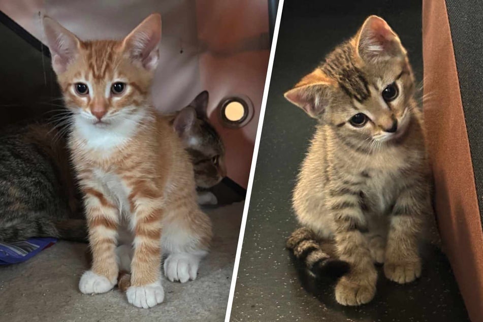 Ausgesetzte Katzenbabys gerettet: Bei diesem Anblick schmelzt selbst die Polizei dahin