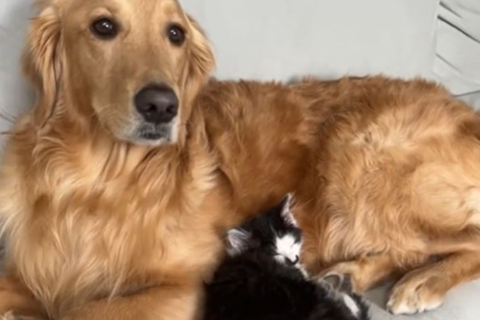 Lincoln the golden retriever and Charlie the cat quickly became inseparable.