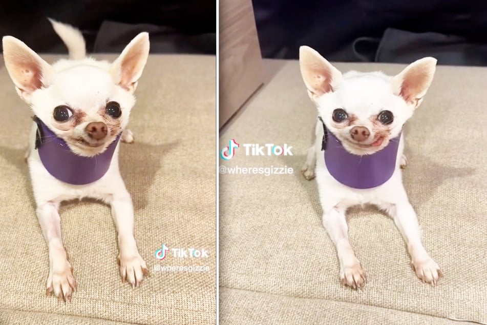 Chihuahua overcomes huge health problems to share joy on TikTok