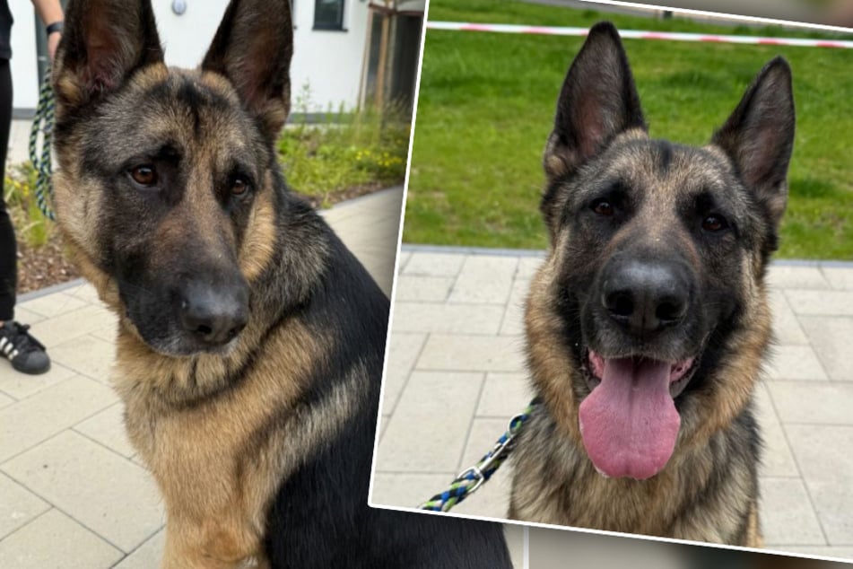 Chien s'enfuit à plusieurs reprises devant ses propres propriétaires : les sauveteurs d'animaux "heureux qu'il soit maintenant avec nous"