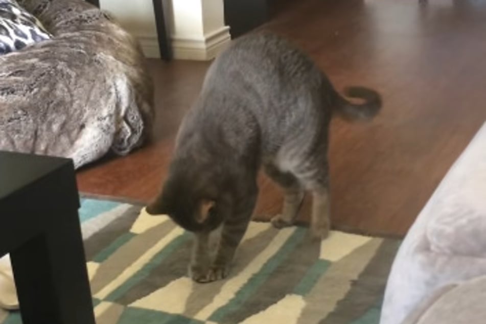 El gato Norman ha descubierto su nuevo juguete favorito...