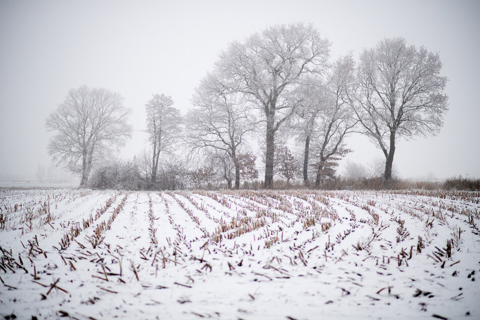 Bäume stehen am Morgen bei winterlichem Wetter im Nebel auf einem verschneiten Feld im niedersächsischen Friedeburg.