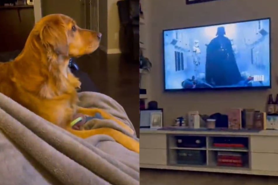 Ellie the dog watches Star Wars spellbound.