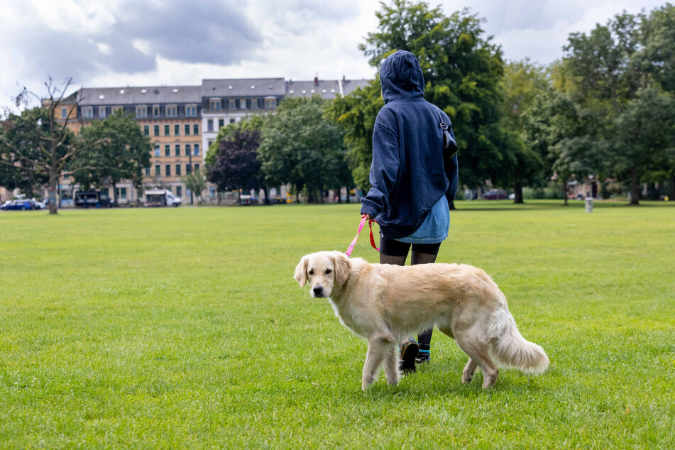 Der Golden Retriever Cora genießt die Zeit im Alaunpark. Immer wieder wird hier über spezielle Bereiche nur für Hunde diskutiert.