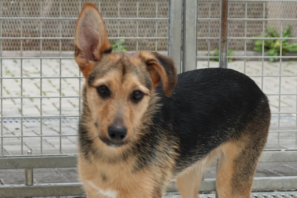 Der Terrier-Mix ist aufgeweckt, klug und gelehrig.