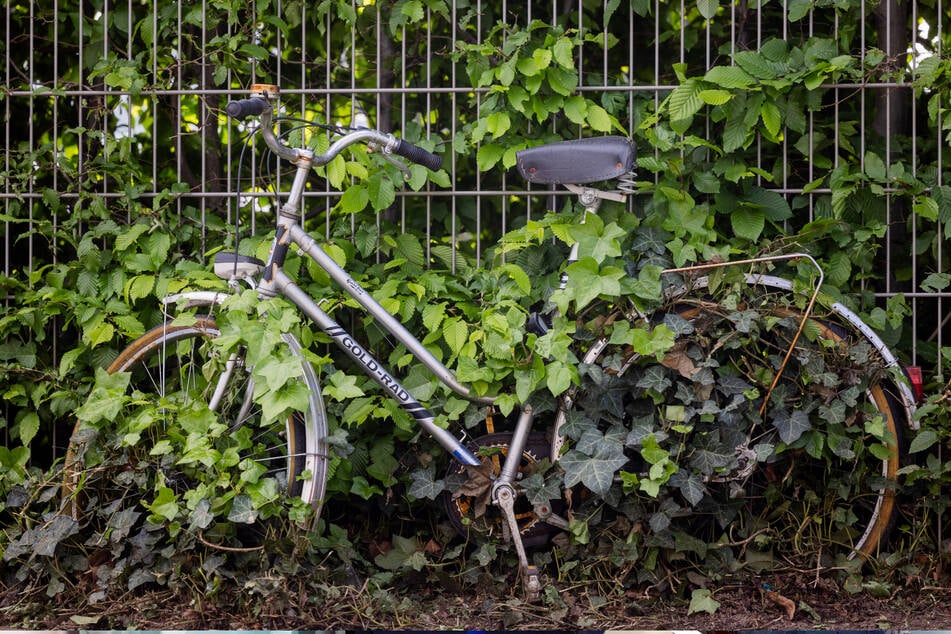 Ein herrenloses und mit Efeu überwuchertes Fahrrad steht im Kölner Szeneviertel Ehrenfeld.