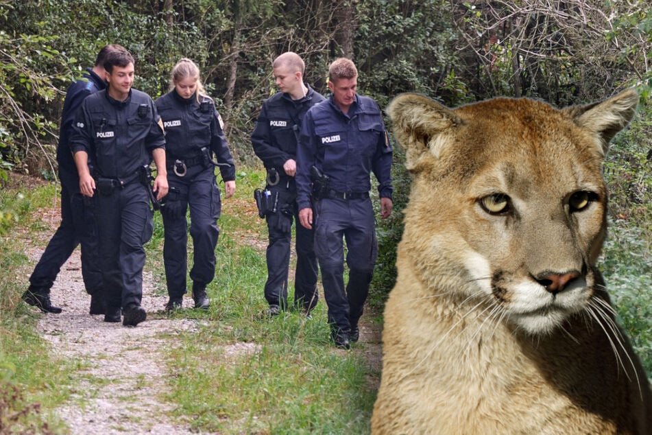 München: Puma-Jagd in München: Spürhunde suchen nach Beuteteilen