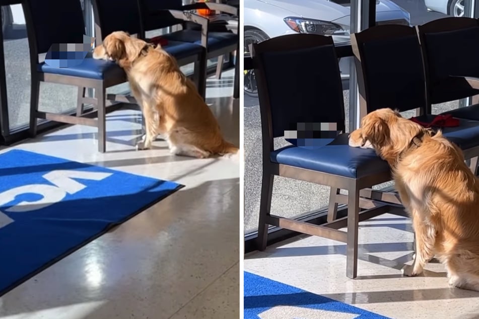 Dog waiting to see the vet is cool as a cucumber in funny viral video