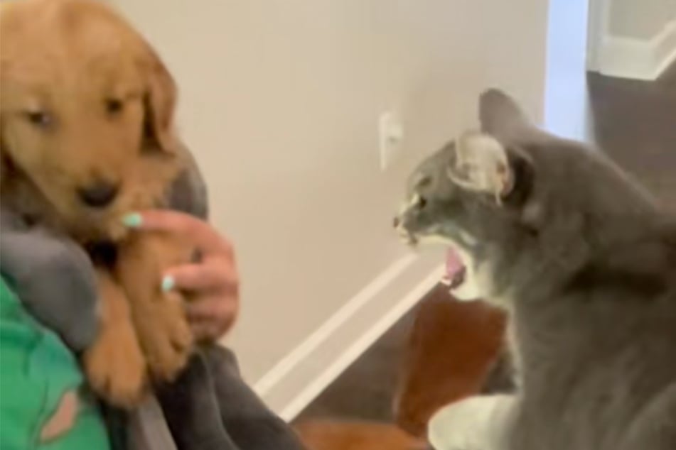 Welpe Marshall wirkt verängstigt, als ihn die Katze böse anfaucht.