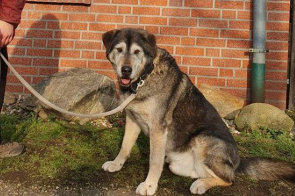 Hund Duman wartet nach sieben Jahren noch immer auf ein neues Zuhause.