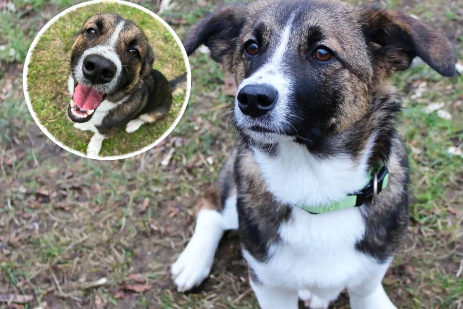Por tercera vez: el perro mestizo Dino busca personas con experiencia en perros.