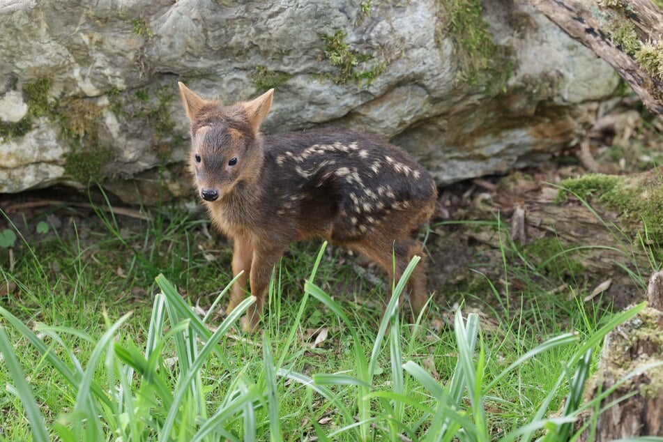 Die jungen Pudus heißen Yuri und Adora und erkunden bereits die Außenanlage im Kölner Zoo.