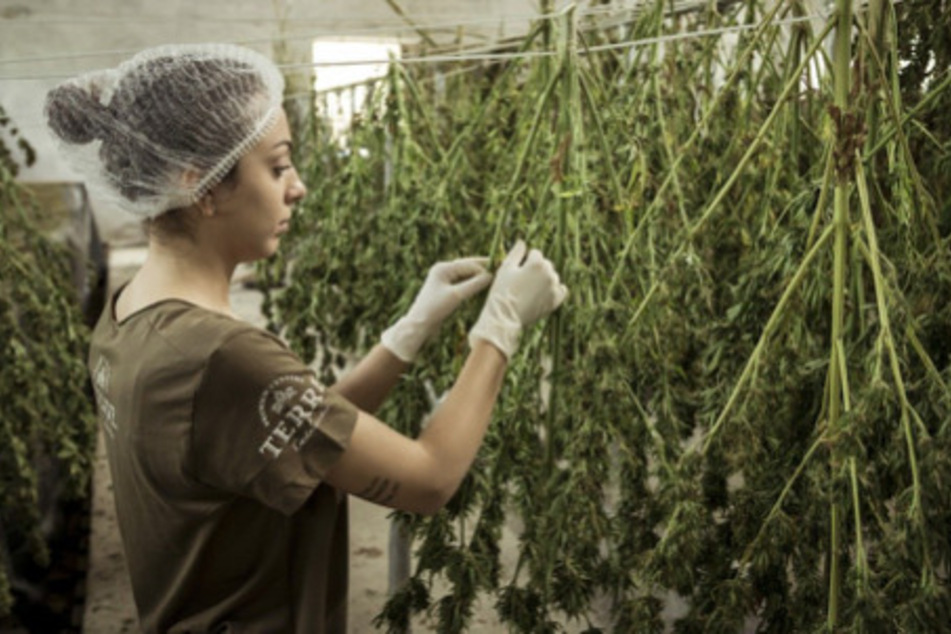 Unter streng limitierten Vorgaben ist der Cannabisanbau nun auch in Deutschland erlaubt!