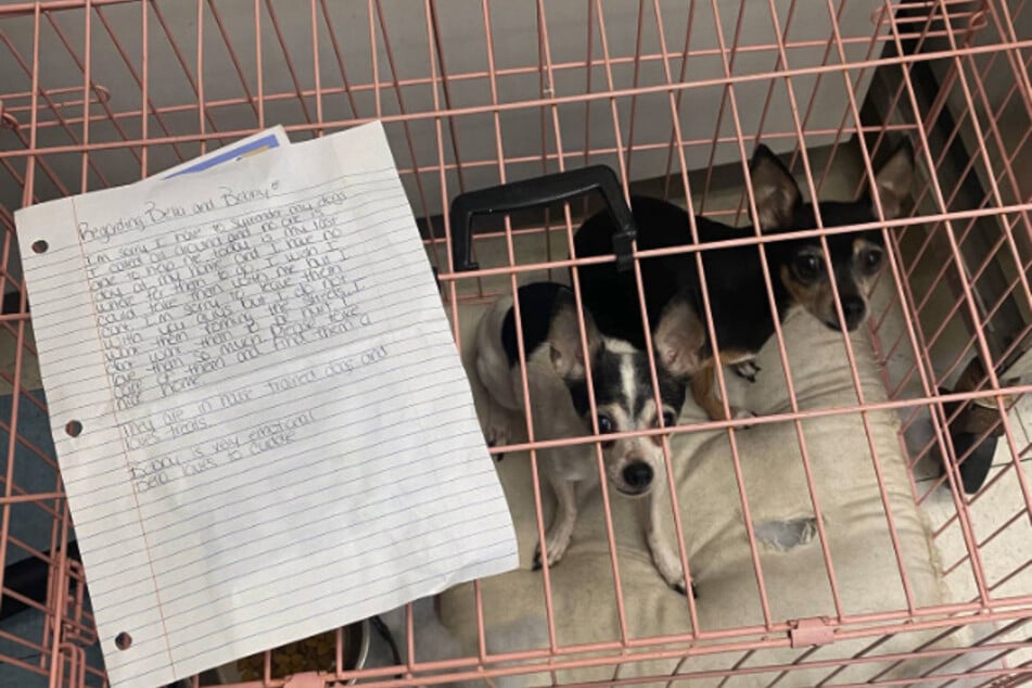 Two dogs discovered outside animal shelter with a heart-wrenching note!