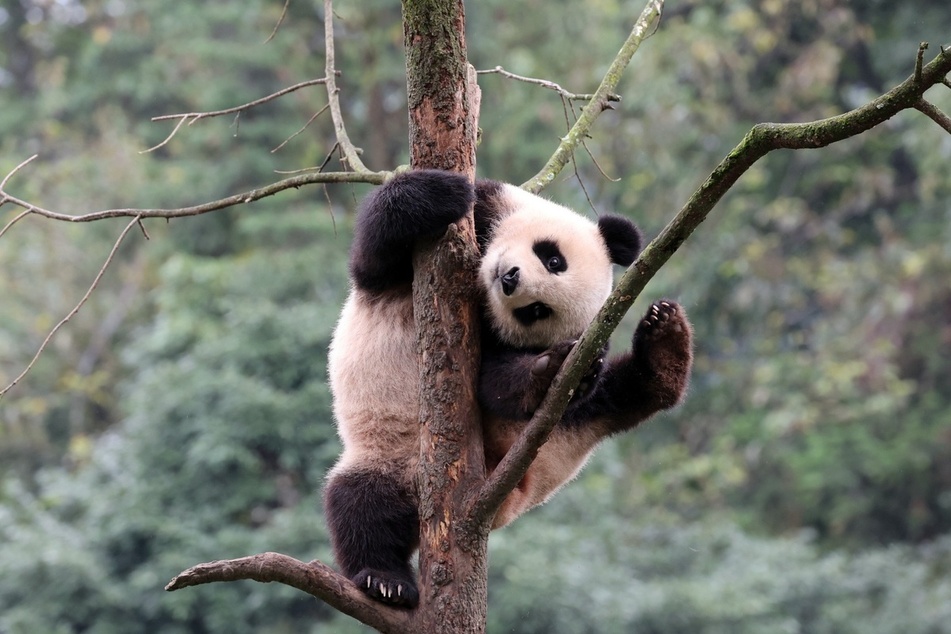 Pandas are famous for being unbelievably dumb!