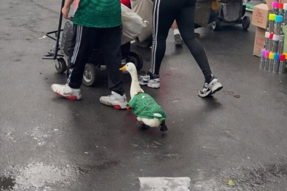 Gans im Ernst: Was ist denn hier los?