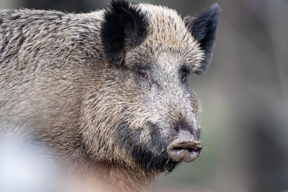 Einer der mutmaßlichen Erpresser (33) wurde von einer Rotte plötzlich die Straße kreuzender Wildschweine aufgehalten. (Symbolbild)