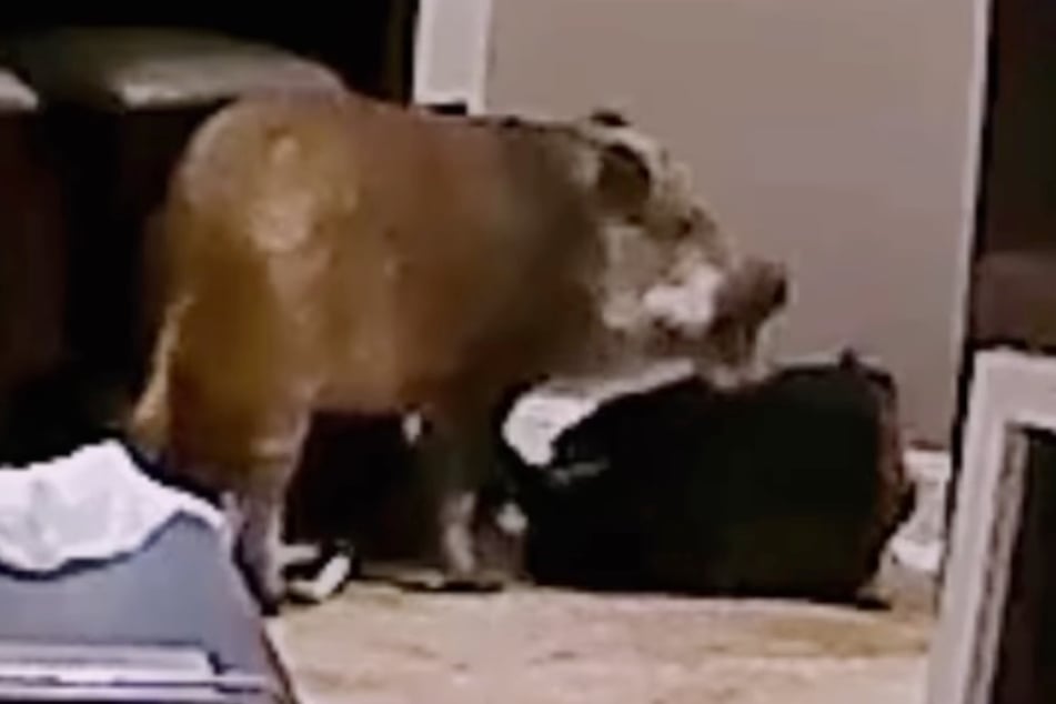 Das Video der Tierkamera liefert den Beweis: Polly macht sich darin über die Hausaufgaben her.