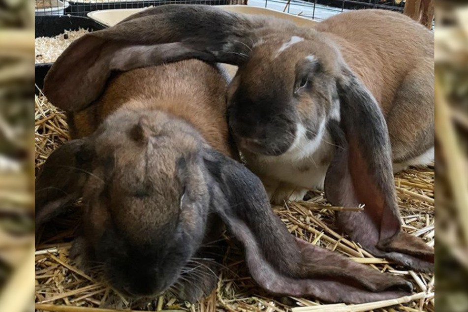 Die beiden Kaninchen sehen mit ihren XXL-Ohren auf den ersten Blick vielleicht süß aus, doch die unnatürlich langen Schlappohren stehen den Tieren nur im Weg.