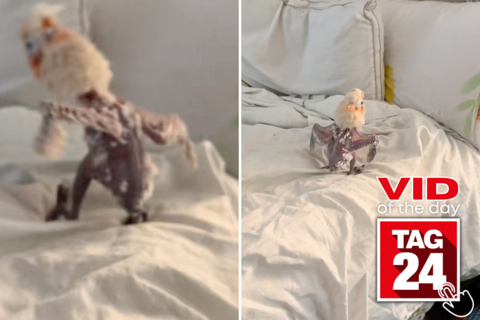 In Today's Viral Video of the Day, a chicken who got a second chance at a loving life dances hysterically on his owners bed!