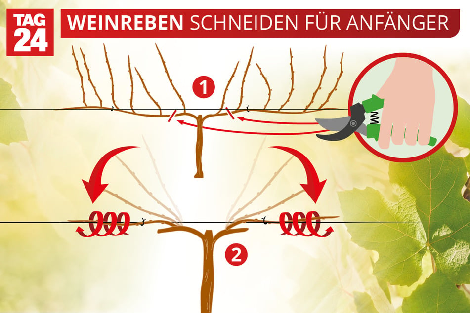 Zum besseren Verständnis dient diese Abbildung zum Thema "Weinreben schneiden für Anfänger".